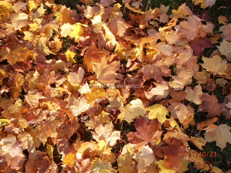 Herbstblätter am Boden