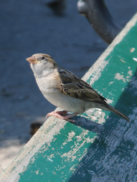Spatz auf einer Parkbank