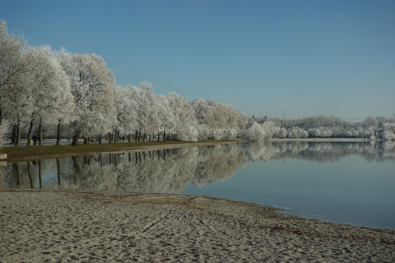 Bäume am See, Rauhreif