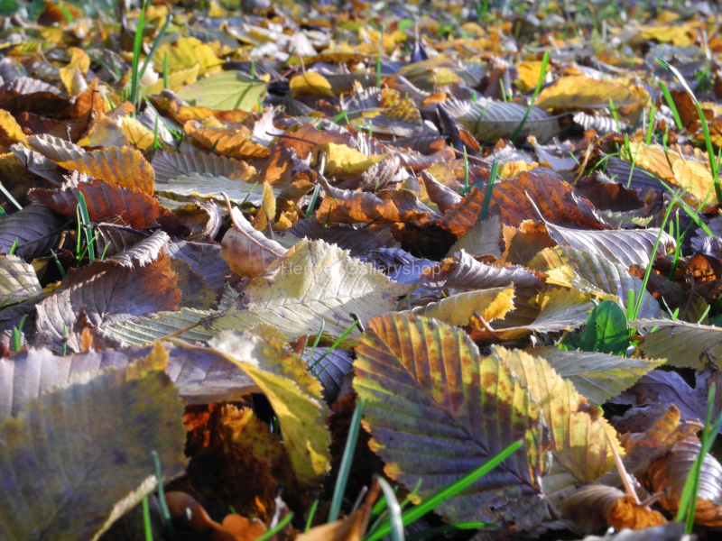 Herbstblätter auf Wiese