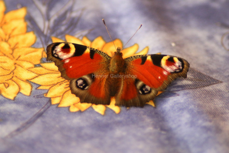 Schmetterling auf bunter Decke