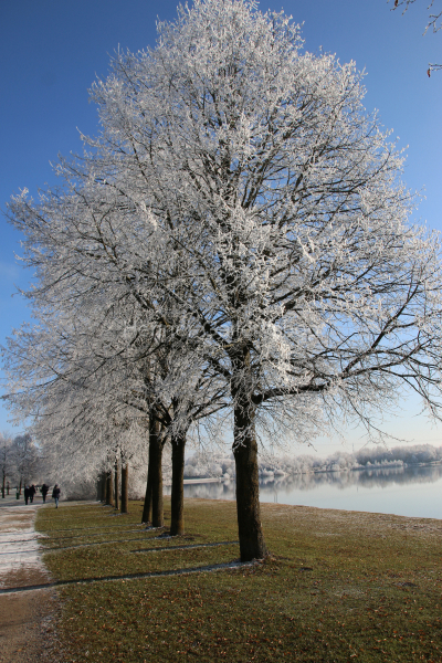 Bäume mit Rauhreif