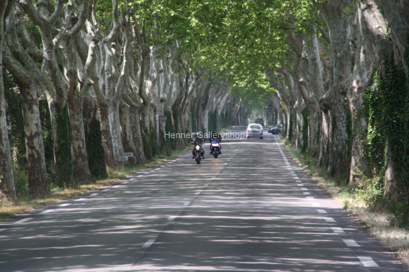 Platanenallee, Südfrankreich