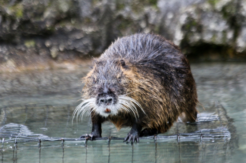 Otter