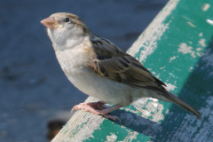 Spatz auf einer Parkbank