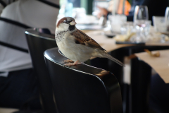 Spatz auf Sitz im Cafe, Paris