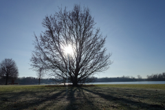 Baum am See, Sonne, Winter