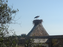 Storchenpaar auf Storchennest