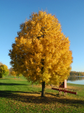 Herbstlicher Baum am See