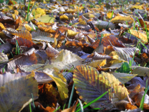 Herbstblätter auf Wiese