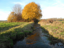 Baum mit Herbstlaub am Bach