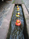 Plastikenten im Bach an Schnur