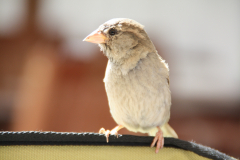 Spatz im Wind auf Ast