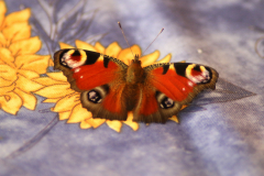 Schmetterling auf bunter Decke