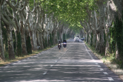 Platanenallee, Südfrankreich