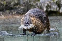 Otter