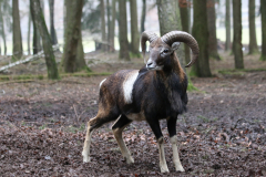 Mufflon im Wald