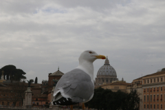 Möve pickt am Stefansdom, Rom