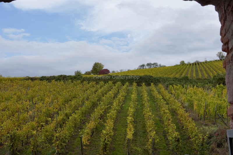 Weinberg Elsaß