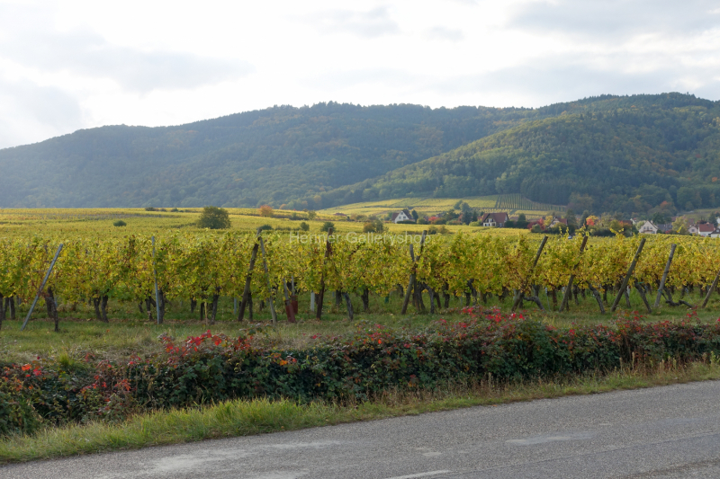 Weinberg Elsaß
