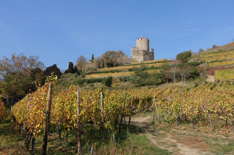 Kaysersberg, Elsaß, Weinberg, Herbst