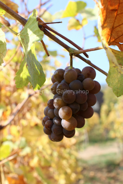 Traube am Weinstock, Herbst, Elsaß