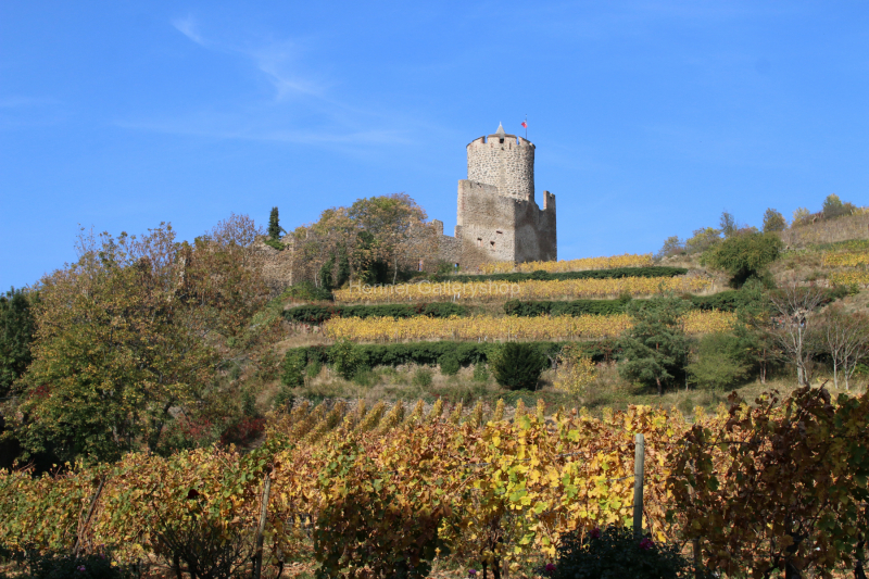 Kaysersberg, Elsaß, Weinberg, Herbst