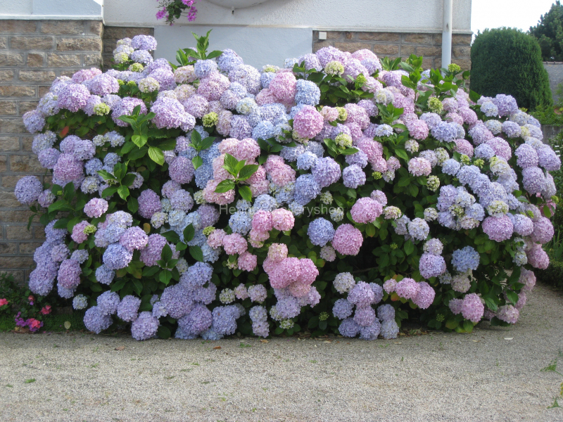 Blumen