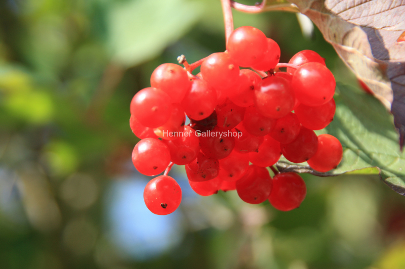 Rote Beeren