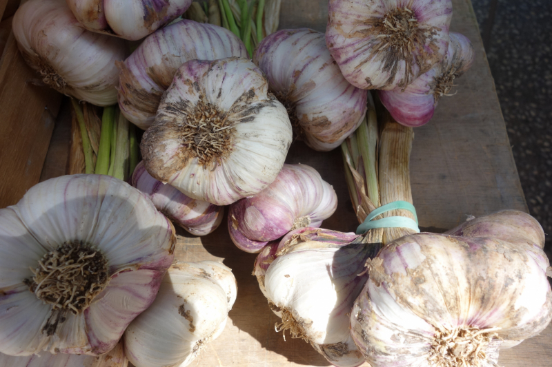 Knoblauch