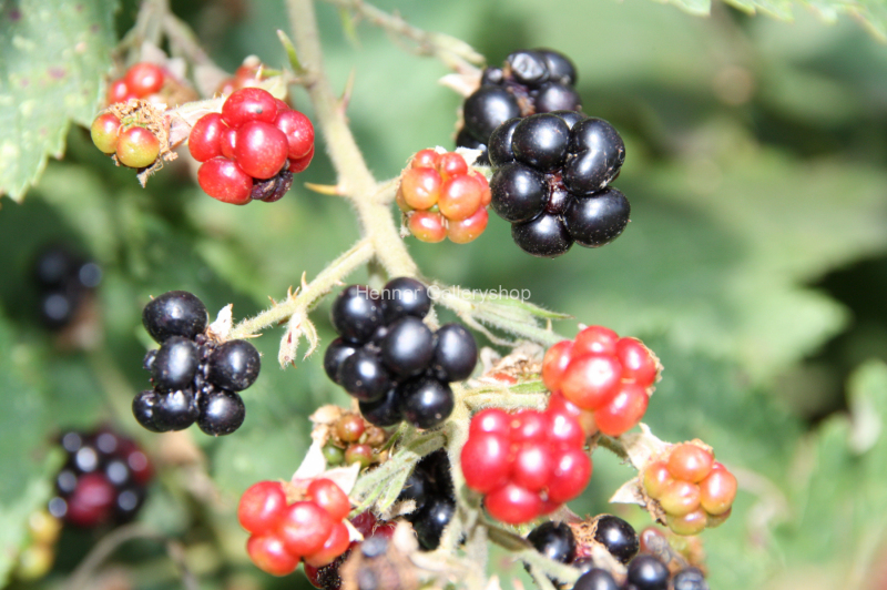 Brombeeren am Strauch - Rot und Schwarz