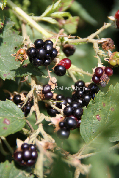 Brombeeren am Strauch, reif