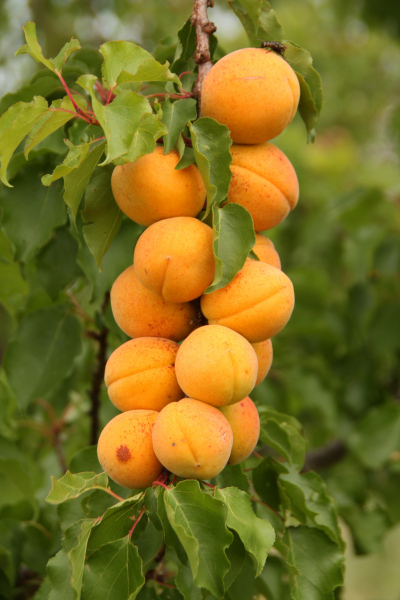 Aprikosen am Baum