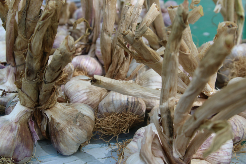 Knoblauch