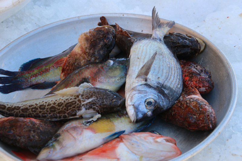 Fische in Schale