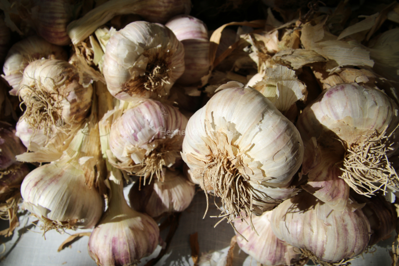 Knoblauch