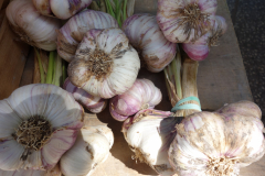 Knoblauch