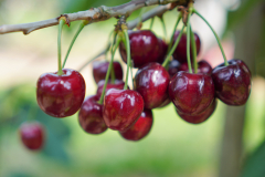 Kirschen am Baum