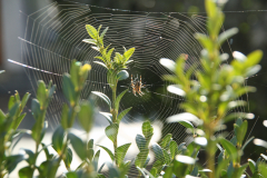 Spinne im Netz