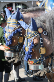 Oktoberfestgaul, München