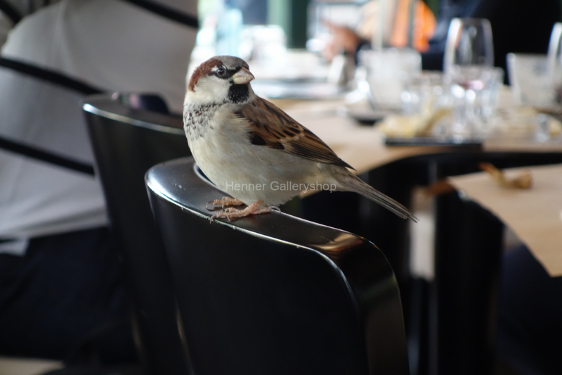 Spatz im Café, Paris