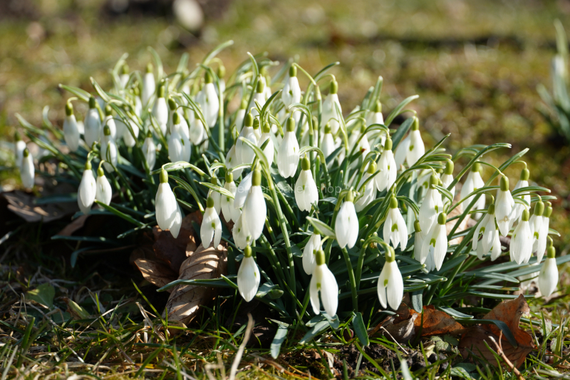 Schneeklöckchen, Blumen