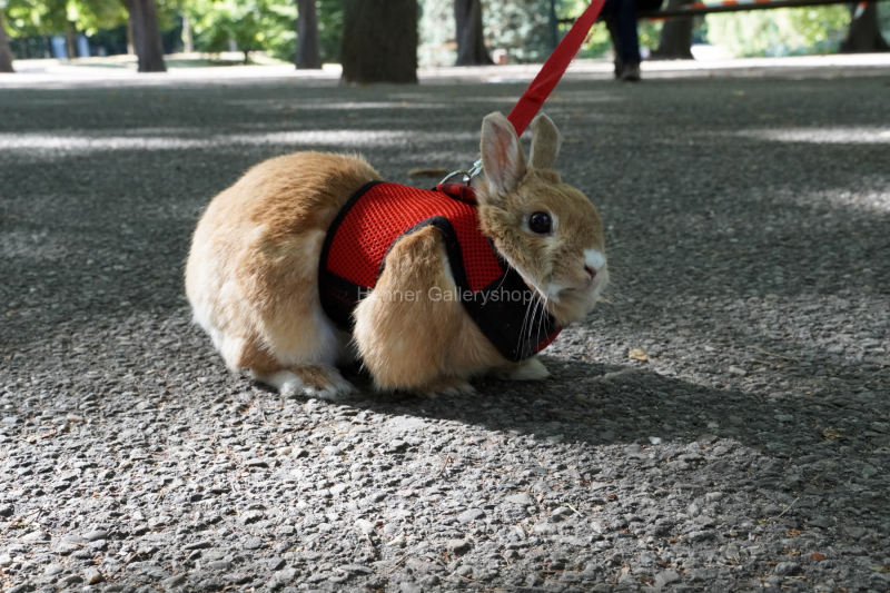 Hase an der Leine