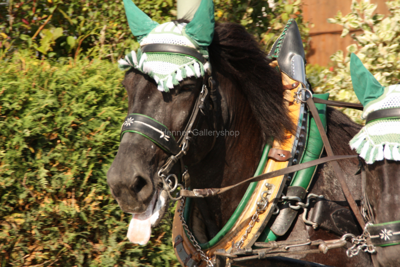 Wiesenpferd