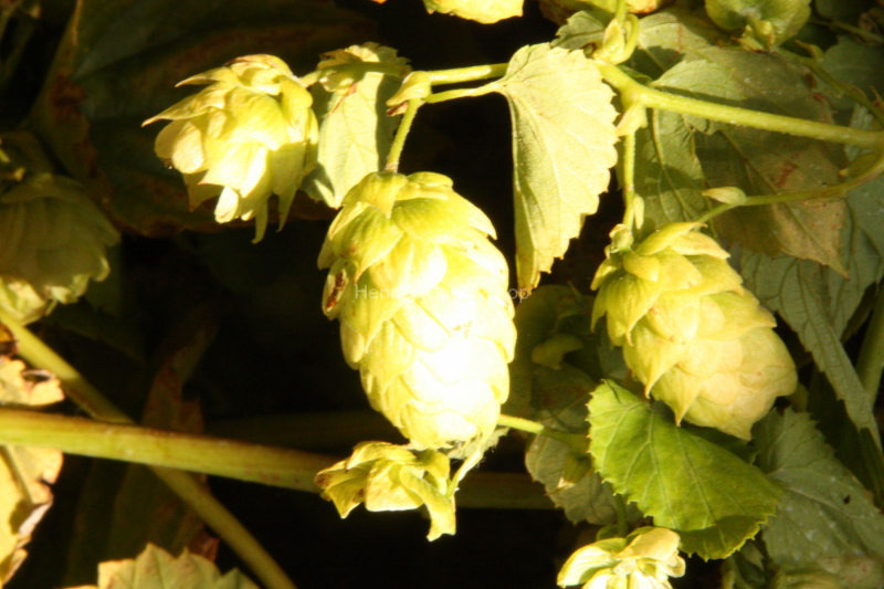 Hopfendolde