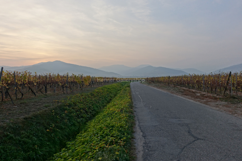 Strasse mit Bergen und Weinfeldern, Elsass