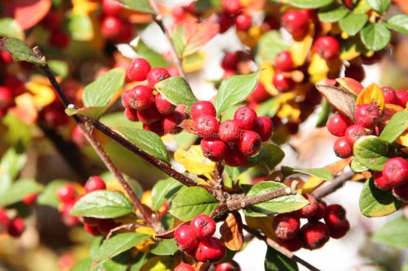 Rote Beeren am Strauch