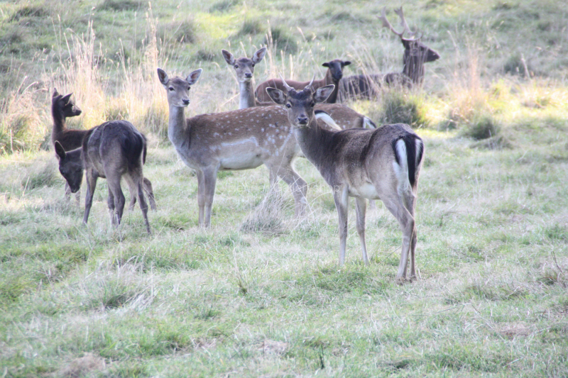 Rehe im Freien