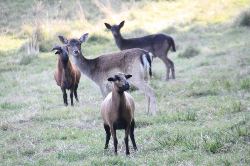 Rehe im Freien