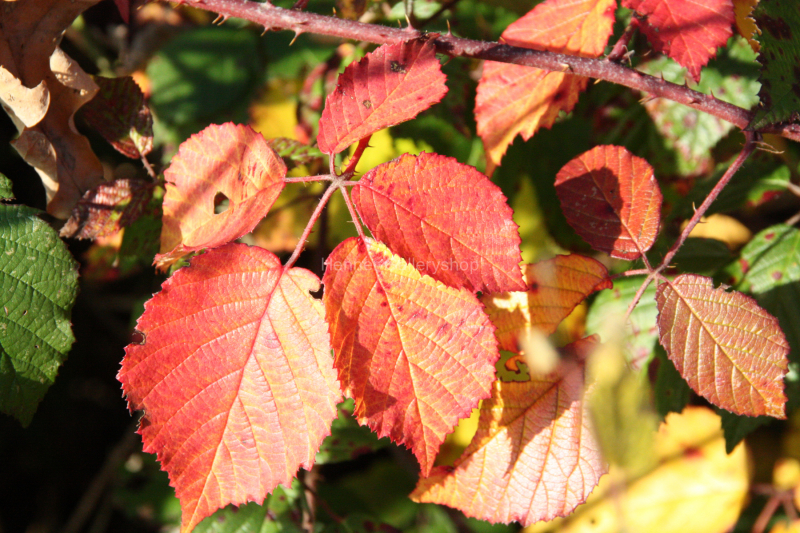 Herbstlaub